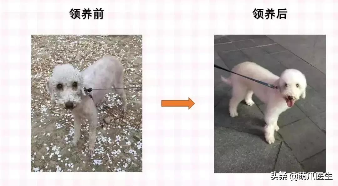 领养一只猫真的很难吗,领养很难