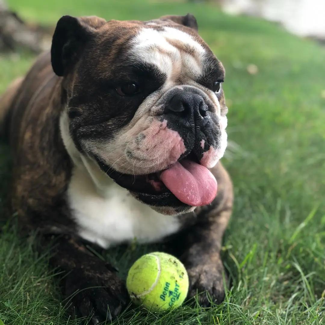 招募运动员的方法,招募网球球友