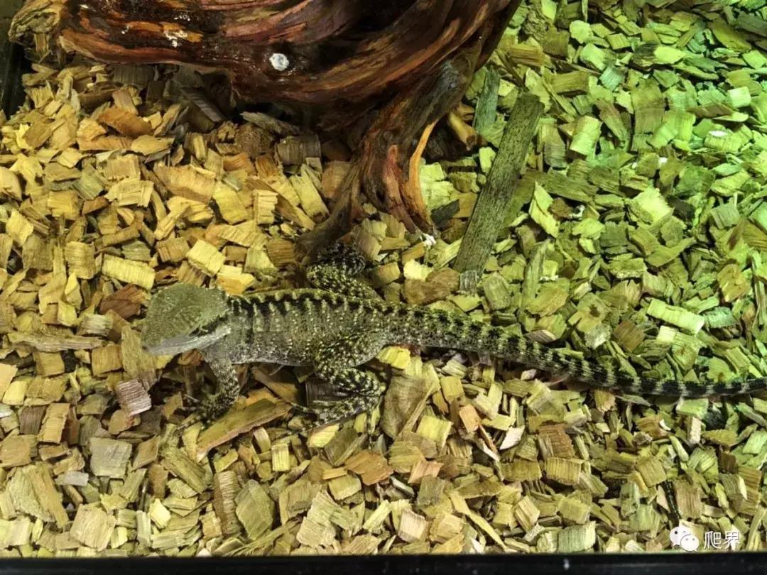 伦敦的爬宠店,隐藏在小区深处的店铺