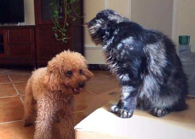 宠坏的泰迪犬,主人宠坏泰迪犬的表现