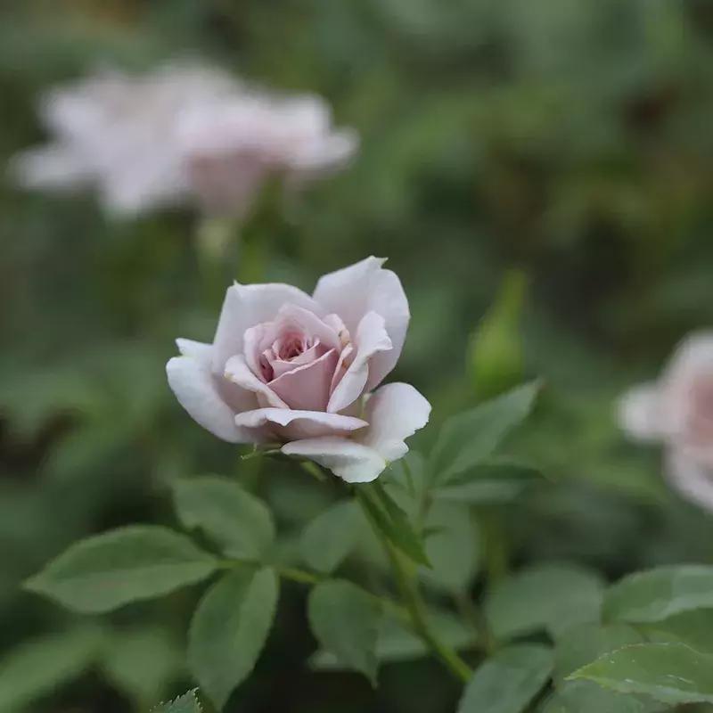 耐晒又香又好养的阳台月季,阳台月季好养吗