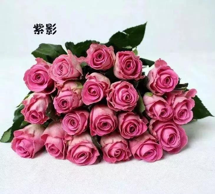 100种玫瑰图片大全,介绍100种不同品种的玫瑰视频