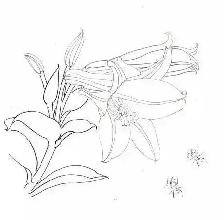 工笔百合花朵设色步骤,工笔重彩油画百合