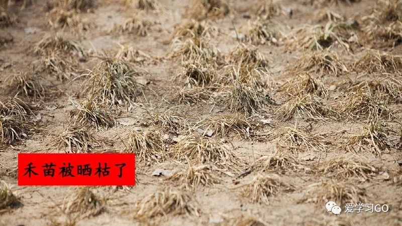 部编版二年级下册第25课《羿射九日》知识点+图文讲解