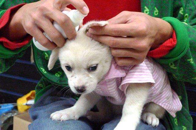 避免蜱虫上狗狗身上喷什么药,怎样预防狗狗被蜱虫咬后复发