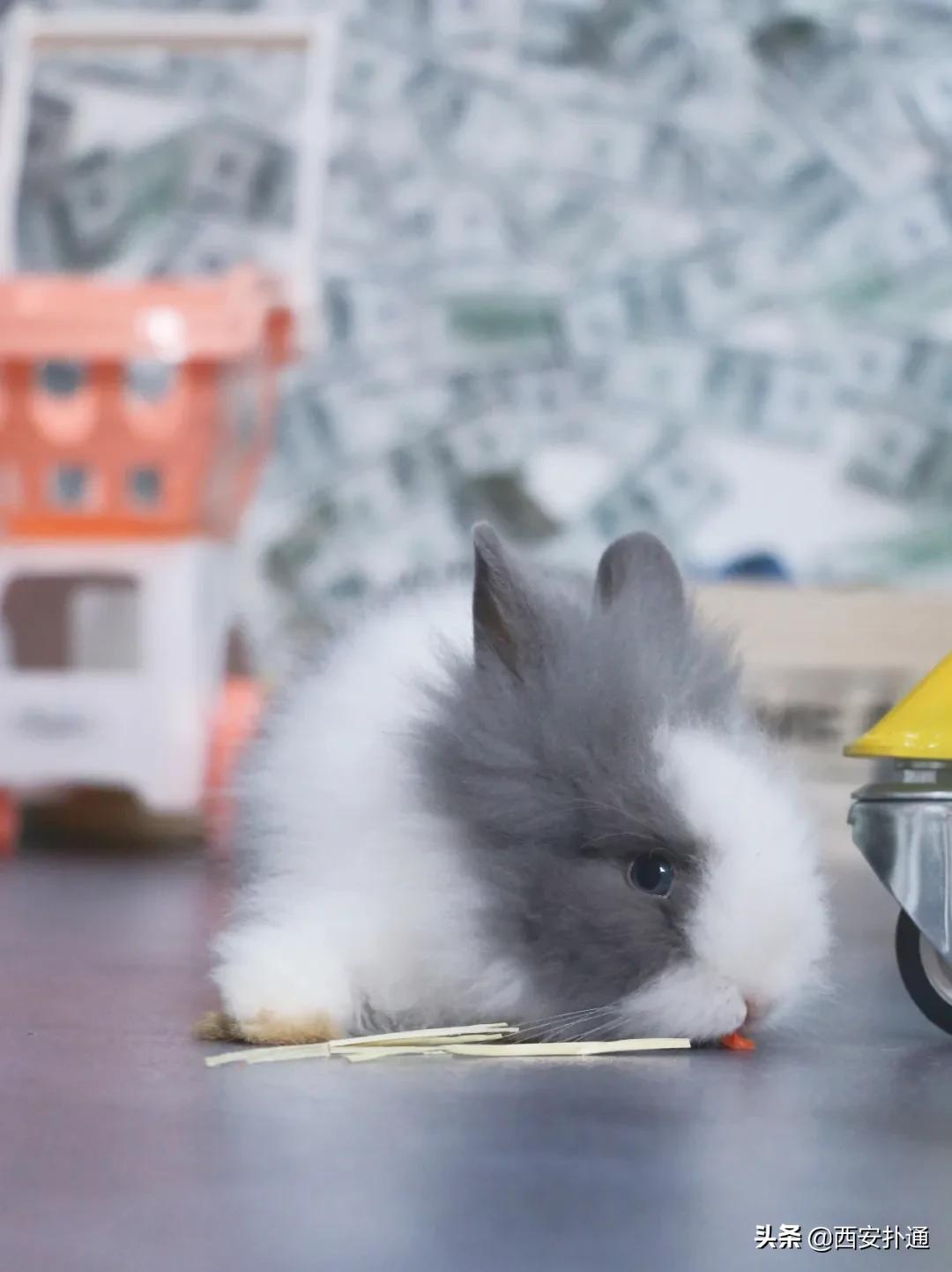 西安有哪些可以撸兔子的店,西安撸兔子的店