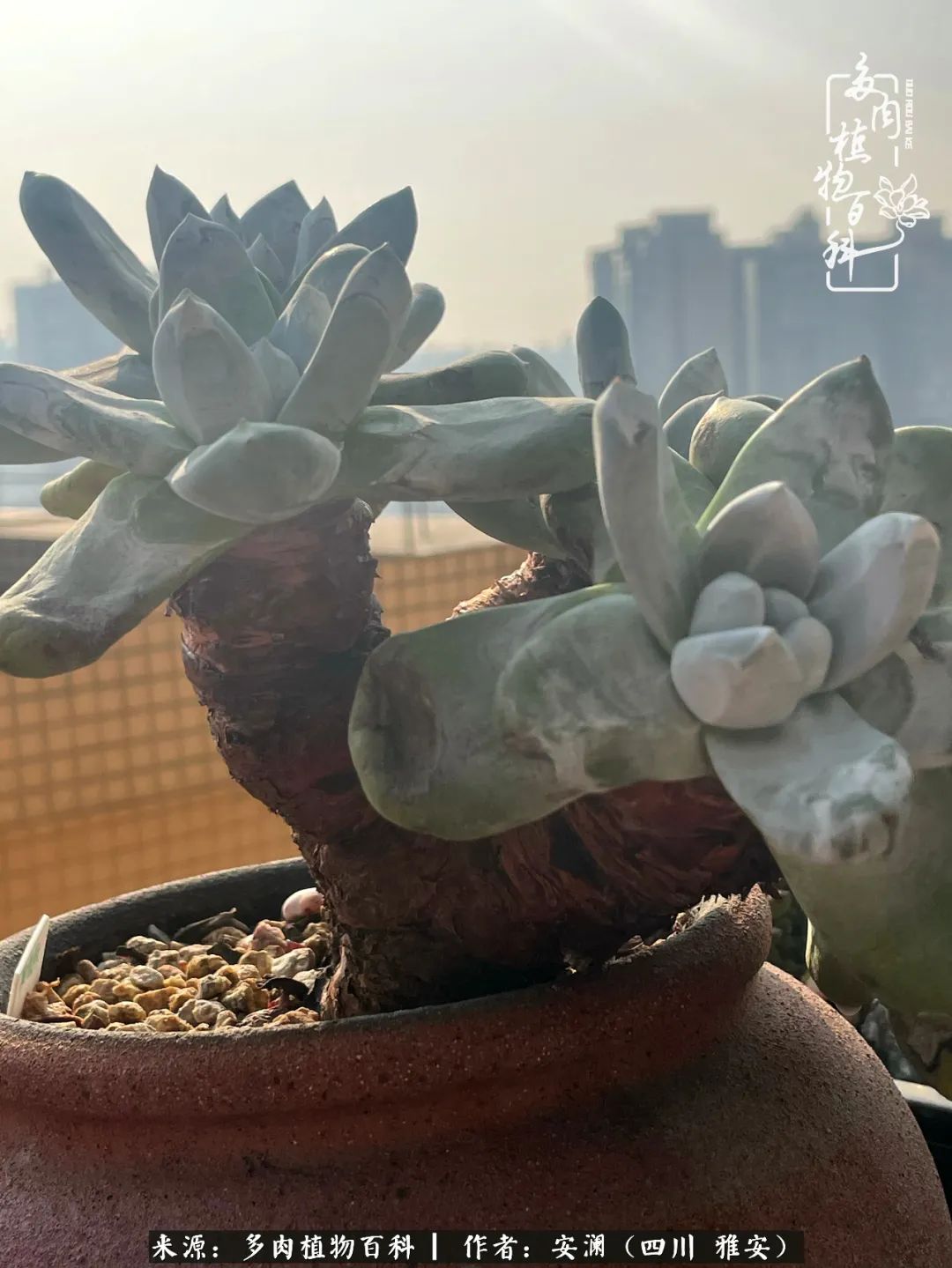 小仙女的阳台多肉,绝美多肉阳台