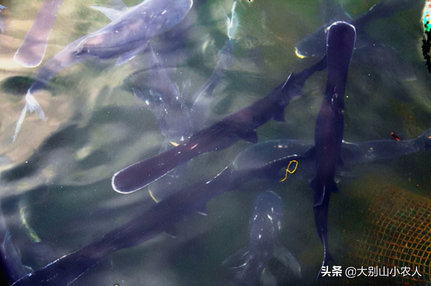 多地捕获！既是保护又是入侵鱼种，烫手的“长嘴怪鱼”如何处理？