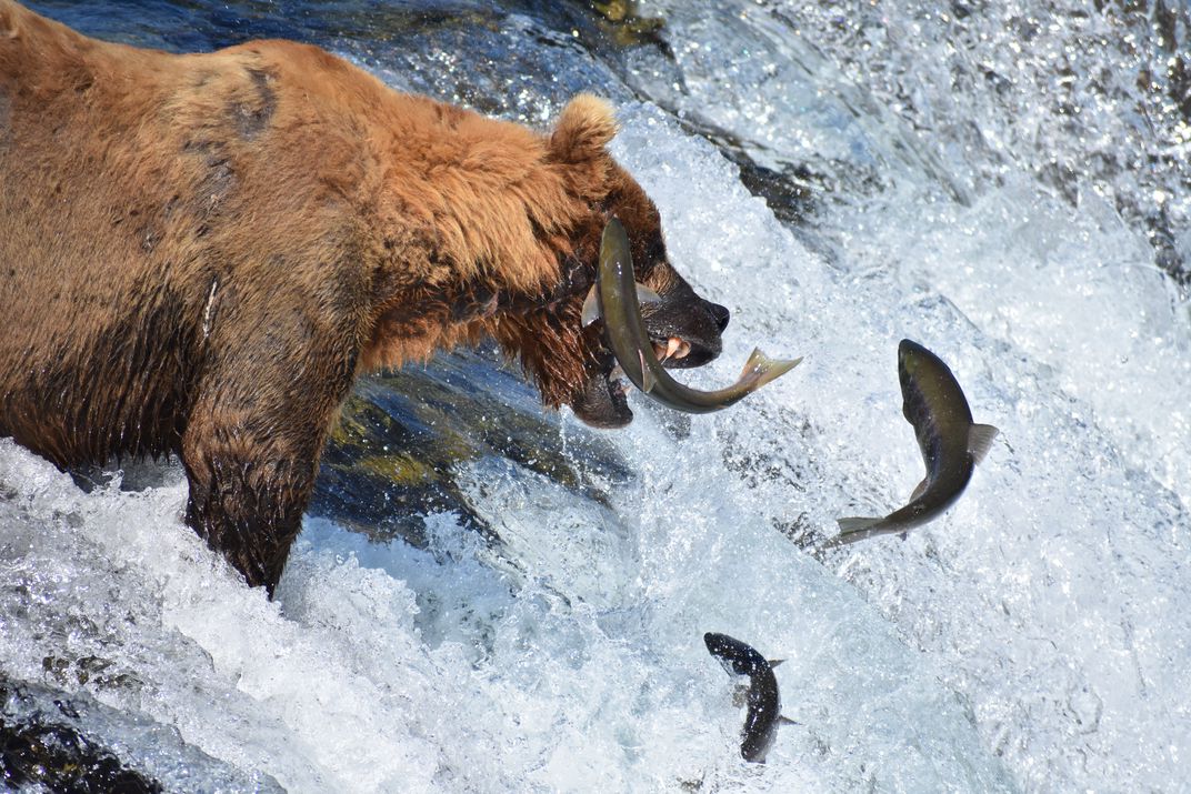所有三文鱼都是进口的吗,我们为什么要进口三文鱼
