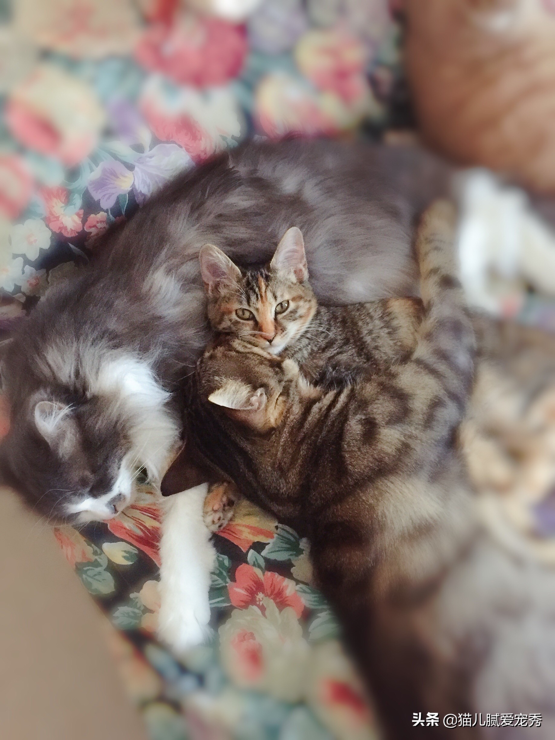 怎么选猫粮合格,怎么选一款好猫粮