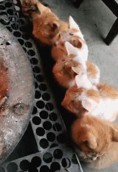 搞笑动图笑得肚子痛,搞笑动图gif图片合集