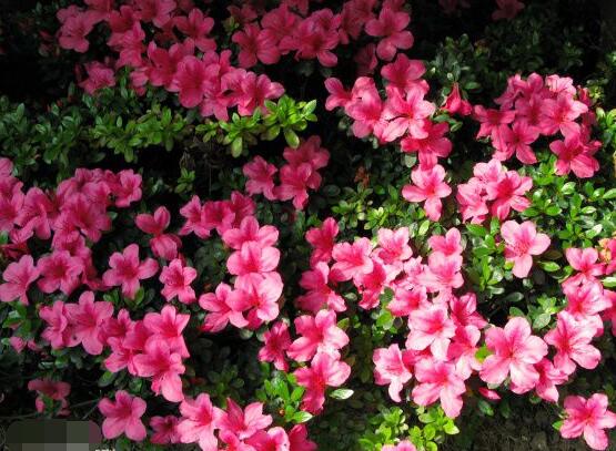 杜鹃花十大品种排名及图片欣赏,杜鹃花的品种有哪些图片