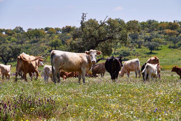 去葡萄牙自驾游需要什么手续,葡萄牙自驾旅游最佳路线