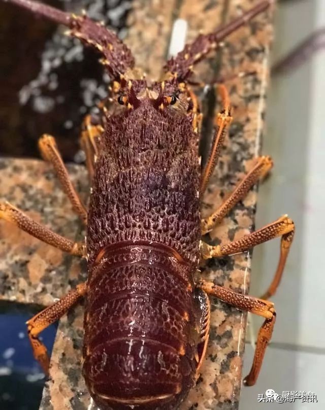 这些外形奇葩而味道超级赞的海鲜,广东十大硬核海鲜品种