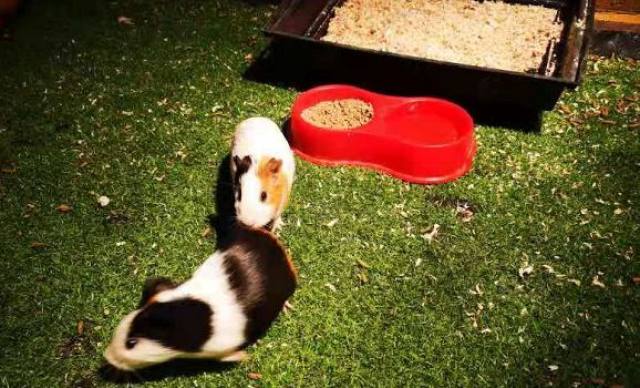 白鹿原白鹿仓景区冰雕,白鹿仓冰雕