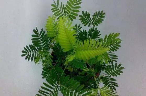 十种有毒的常见花卉植物,这几种带毒的植物家里一定不能养