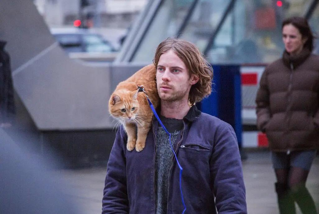 猫咪脾气不好怎么教,猫咪脾气很差怎么办