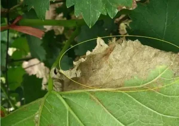 有关葡萄的病症,葡萄新梢病害图谱