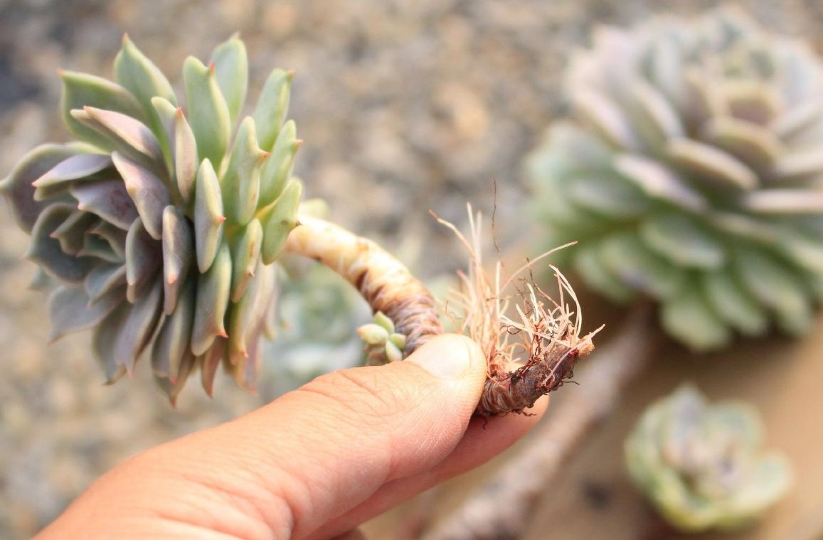 网购多肉不好养怎么办视频,多肉怎么服盆不僵苗