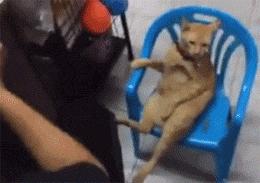 自从有了橘猫,我终于体会到什么叫“十橘九渣”!