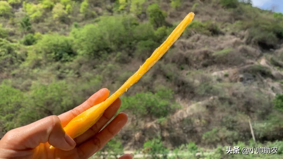 芒果界的“巨无霸”，核薄肉多软糯爽滑，大快朵颐超过瘾