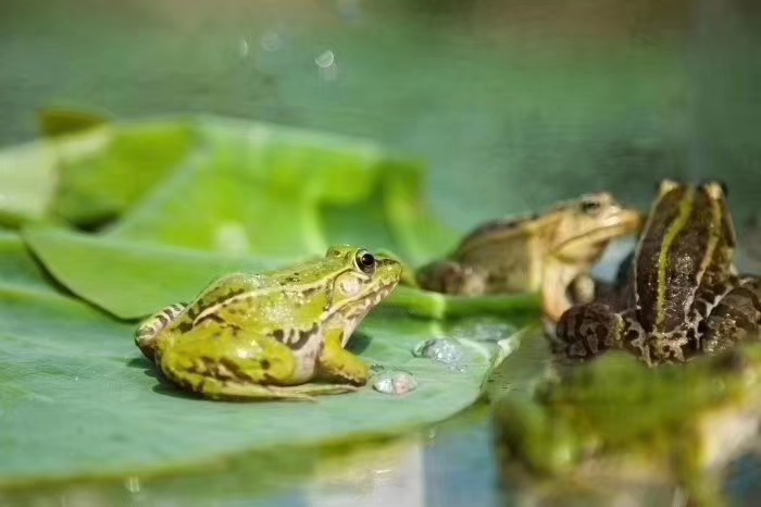 青蛙加盟代理,汇泽青蛙养殖前景