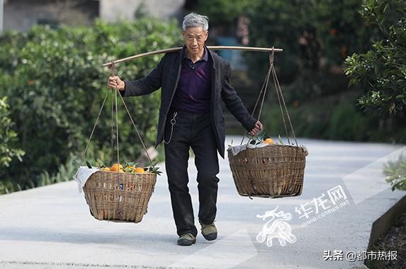 田间地头都是戏重庆奉节有个“犟老头”卖橙玩转直播