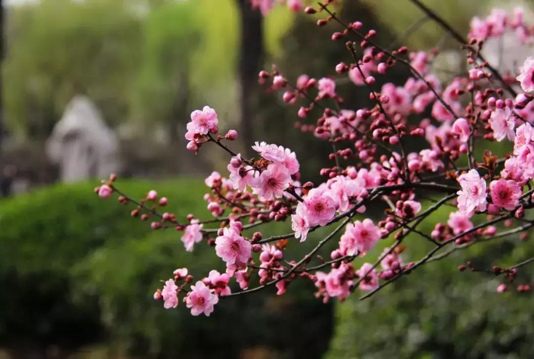 百花图谱大全100幅,工笔百花图谱100种