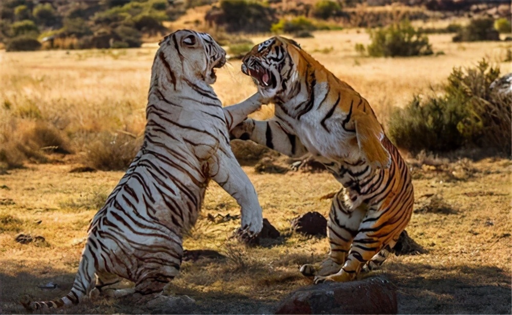 一山不容二虎企业管理,一山不容二虎的看法