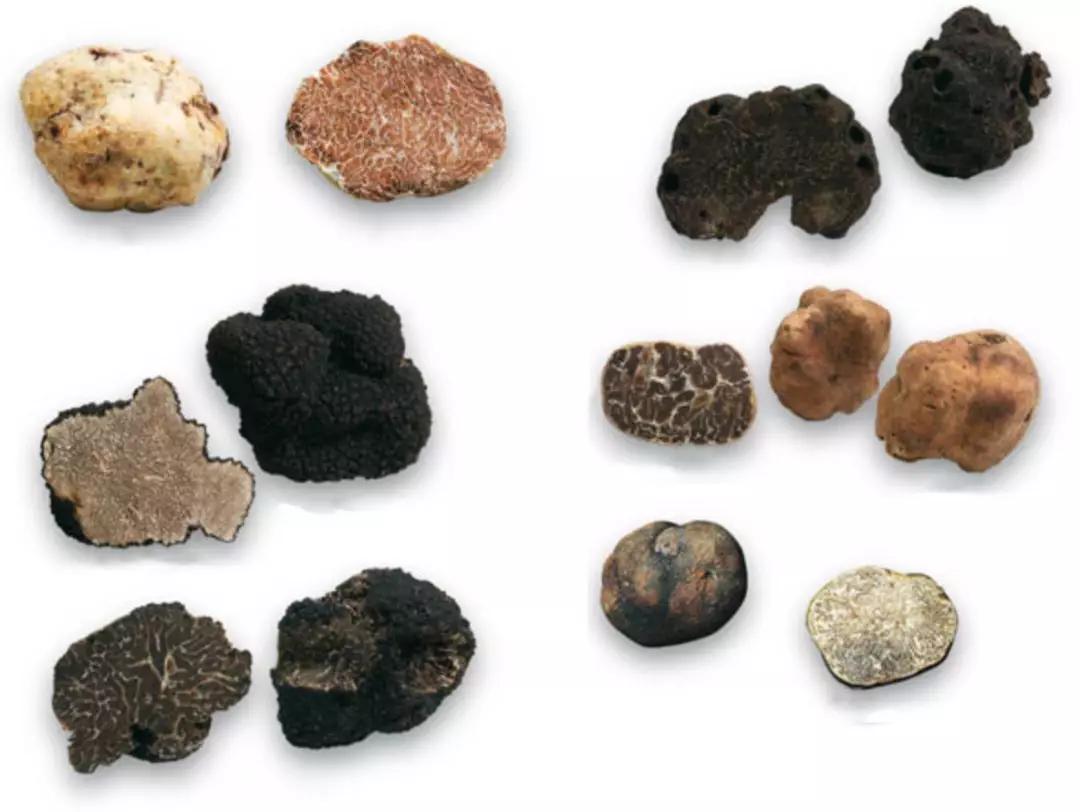 顶级松露价格多少钱一斤,松露价格不菲