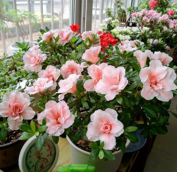 橘子皮泡水可以当肥料养花,橘子皮可以作为种花肥料吗