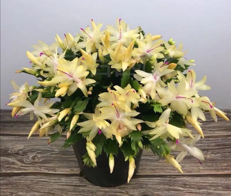 100种室内盆栽花,花卉大全500种盆栽名称