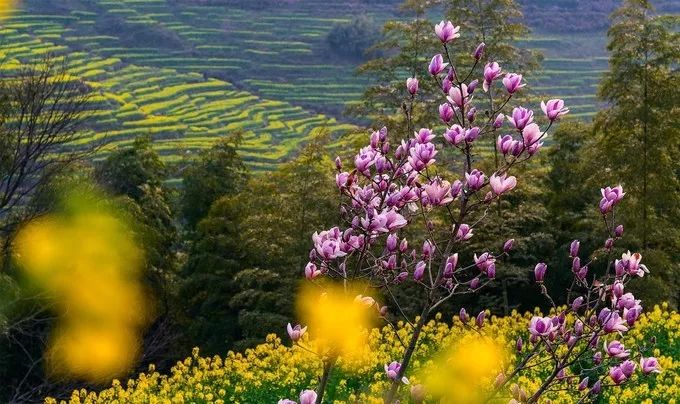 婺源旅游全攻略自由行,婺源旅游攻略一日游自由行