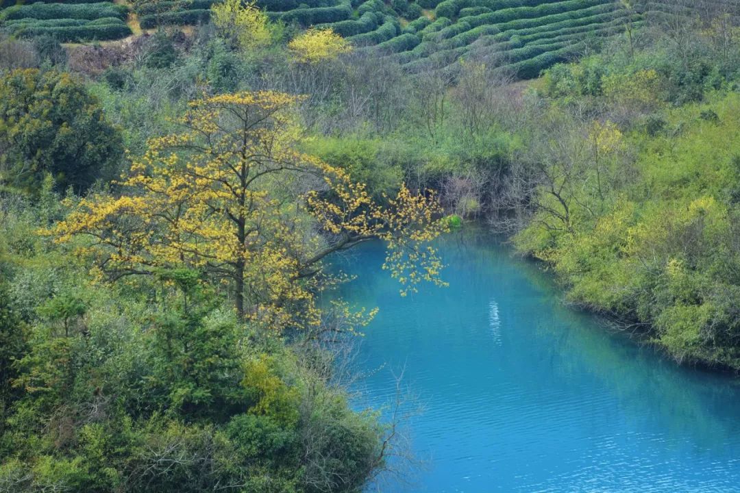 杭州原研斋茶园民宿,杭州茶园民宿推荐