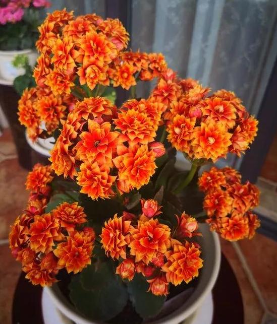 养花不换盆怎么改善土质,养花的土怎么才能改善酸性土壤