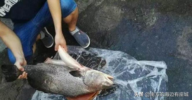 什么是鱼胶？鱼泡是怎样成为鱼胶的，整个蜕变中你不知道的秘密