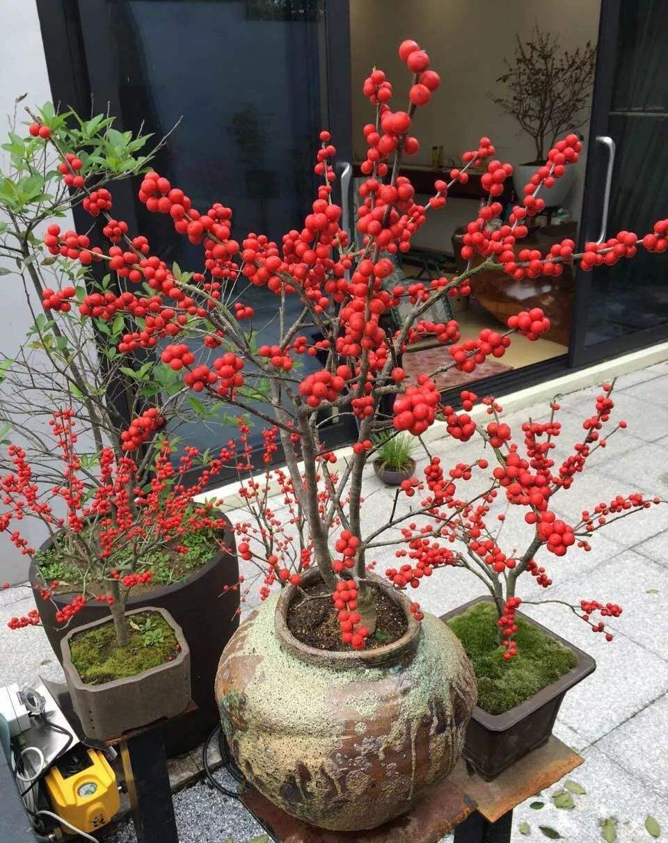 北美冬青的养护方法,北美冬青春天不发芽怎么办