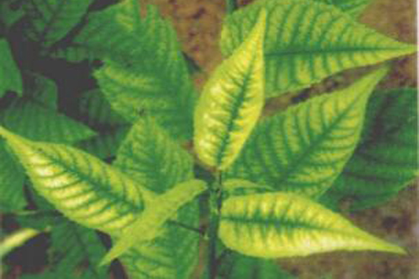 大樱桃黄叶是得补铁吗,樱桃也要保果吗