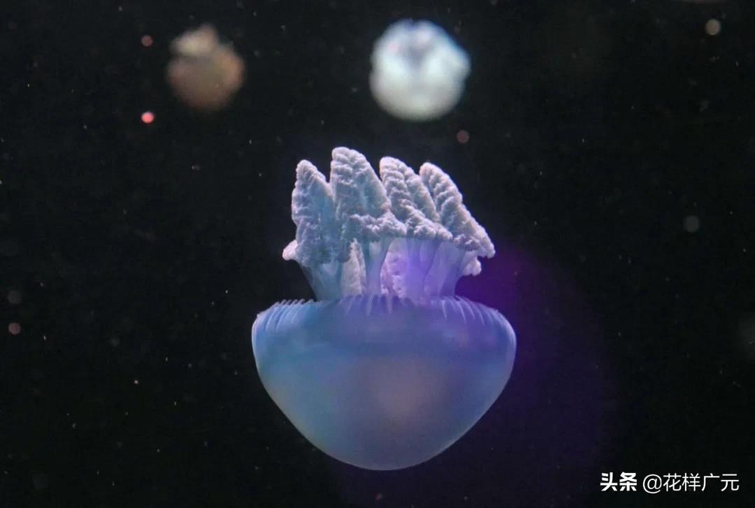 广元卡尔海洋世界,广元市卡尔海洋世界怎么去