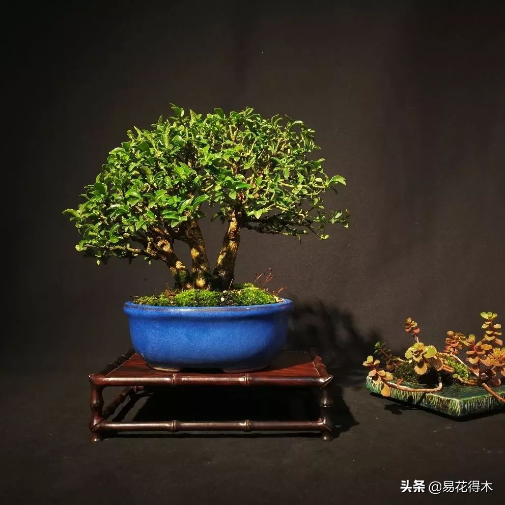 真果盆栽,结红色小果实的盆栽