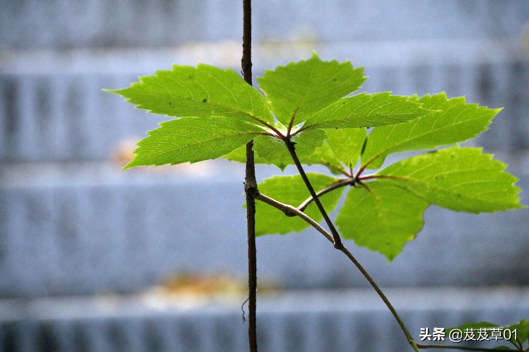 与老年人沟通的说话技巧,老年人语言沟通技巧