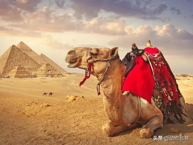 中国36个省份代表的动物,20种有代表性的动物