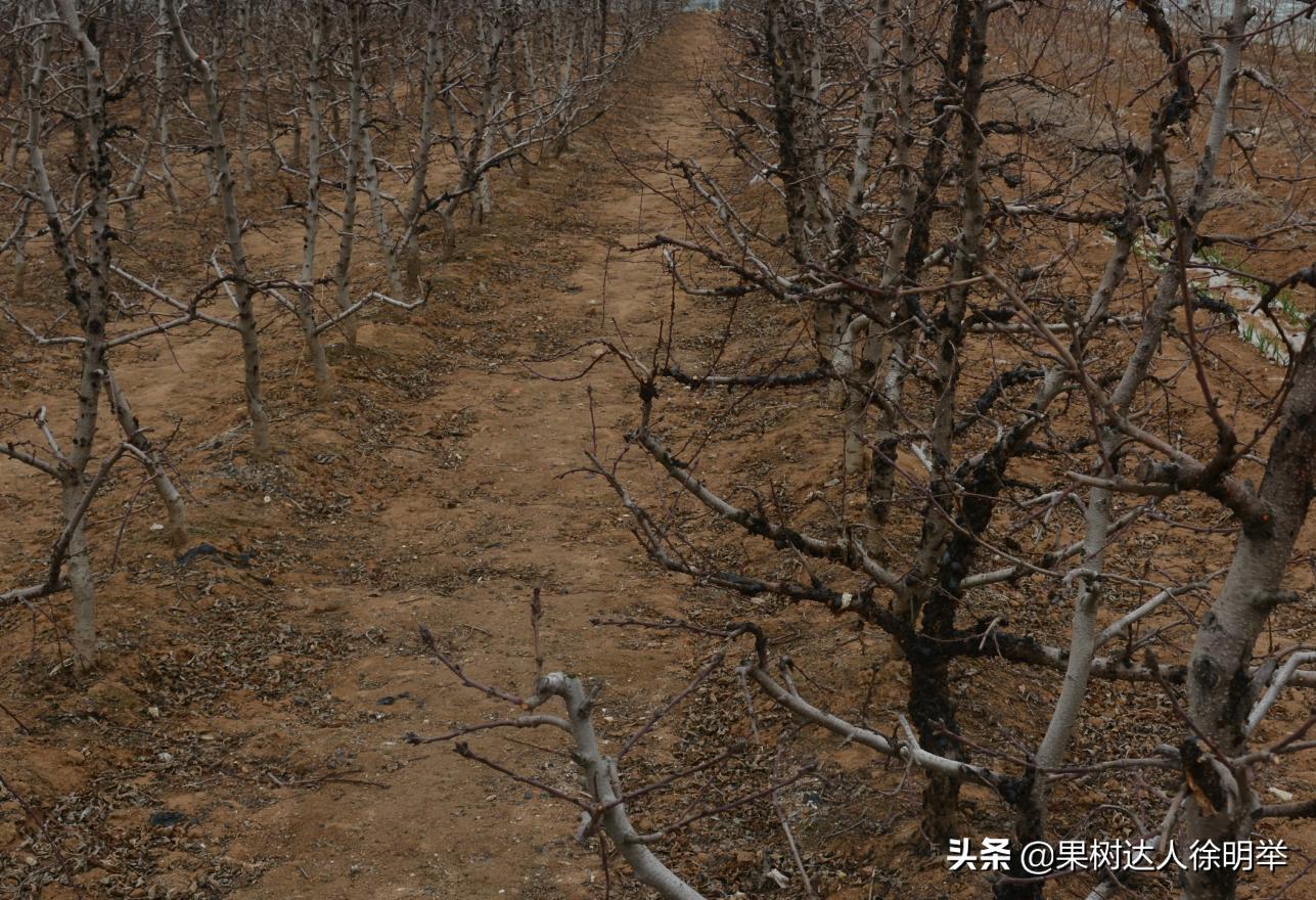 桃树流胶半死不活的打什么药,治桃树流胶最好的土办法