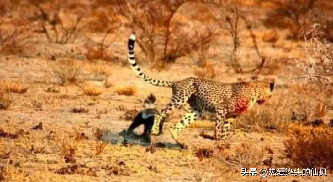 我，蜜獾，一位平平淡淡的打架小天才。生死看淡、不服就干