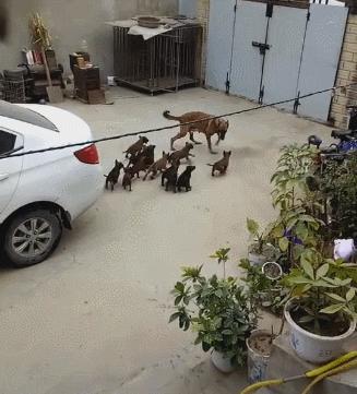 母狗一胎生七八只好不好,母狗第一胎肚子很大却只生了五个