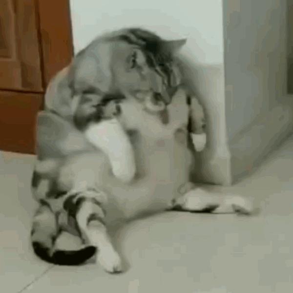 猫咪饲养管理现状,猫和老鼠猫咪现状