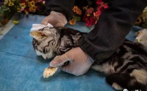 宠物老鼠死了怎么处理,宠物狗死了怎么处理