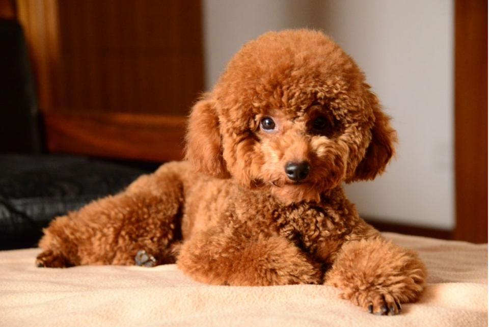 公认最好的十大狗狗排行榜,狗狗排行榜颜值第一的狗是哪种狗