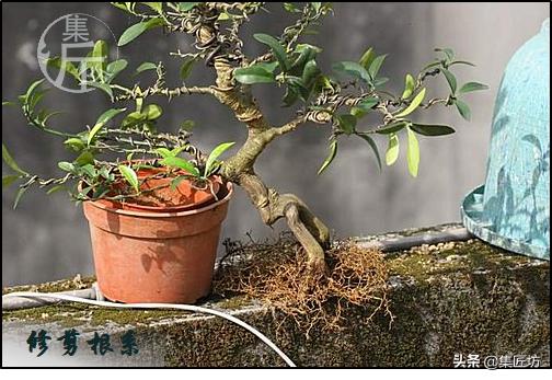 大树型金豆盆景怎么造型,金豆无根老桩栽培技巧