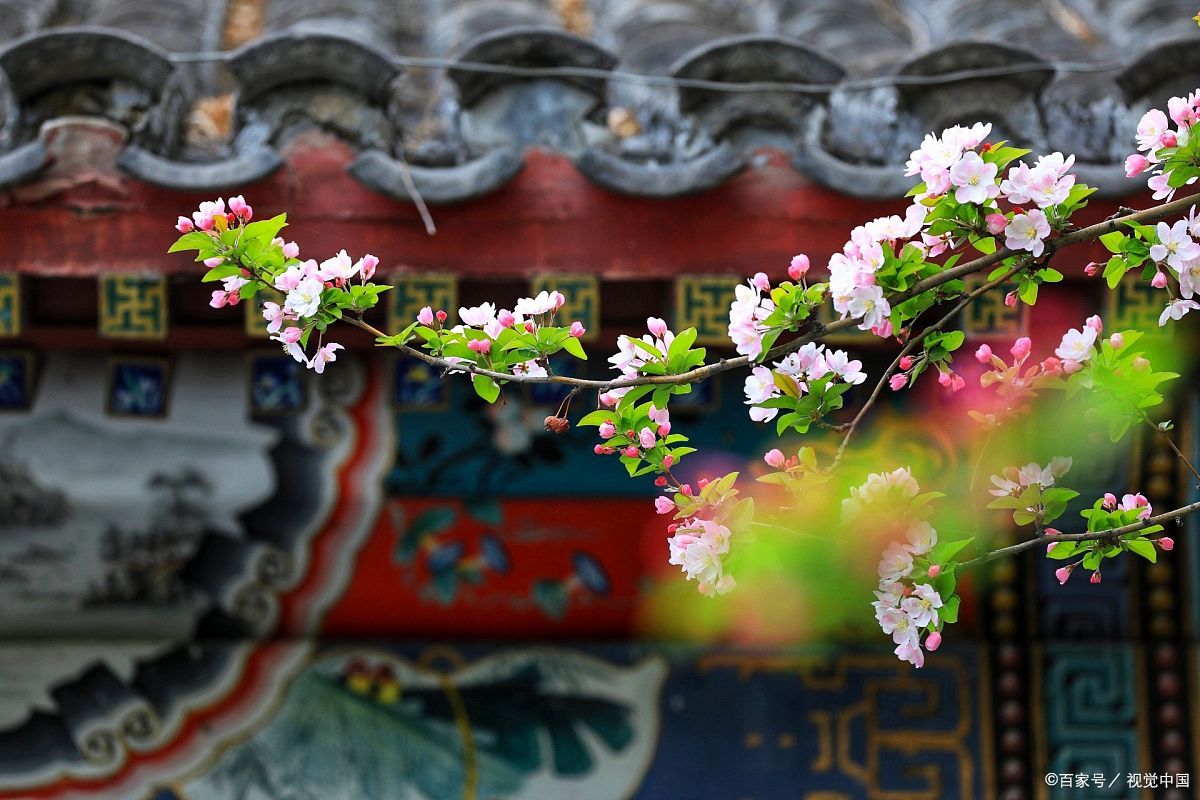 小院种树的位置和风水,种5棵树寓意